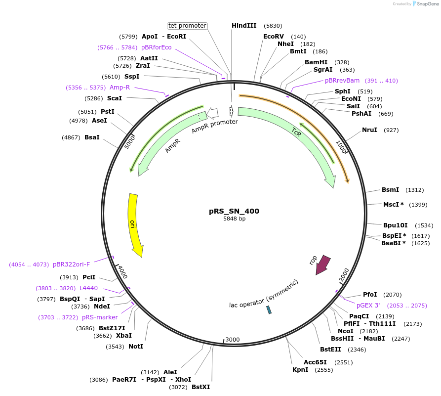 170472-plasmid-map-sequence-id-336808