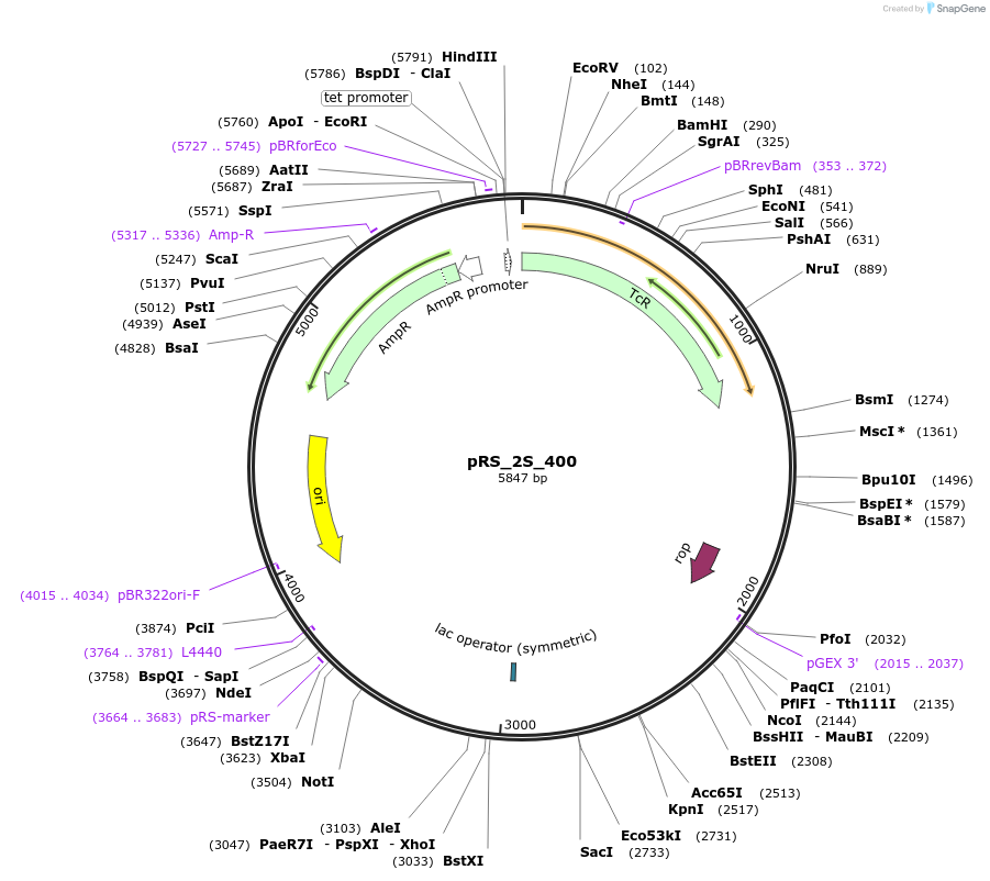 170478-plasmid-map-sequence-id-336813