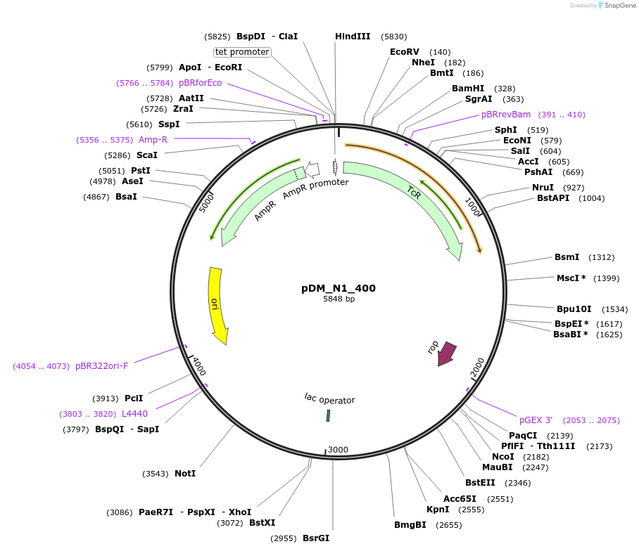 170474-plasmid-map-sequence-id-336814