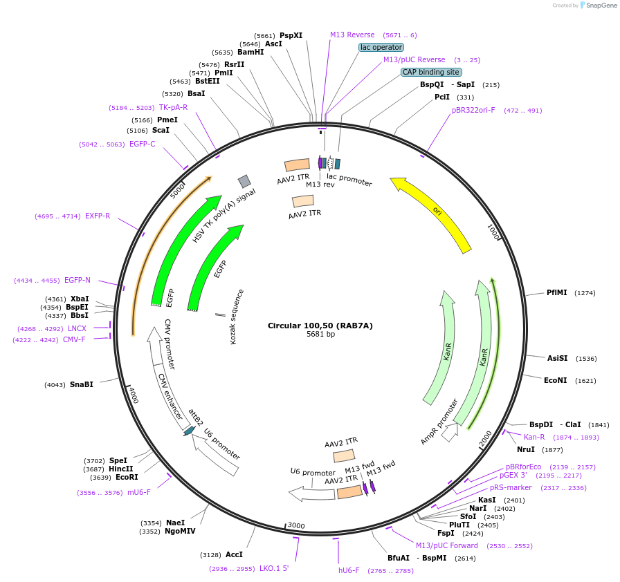 170117-plasmid-map-sequence-id-336846