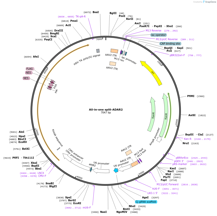 170136-plasmid-map-sequence-id-336847