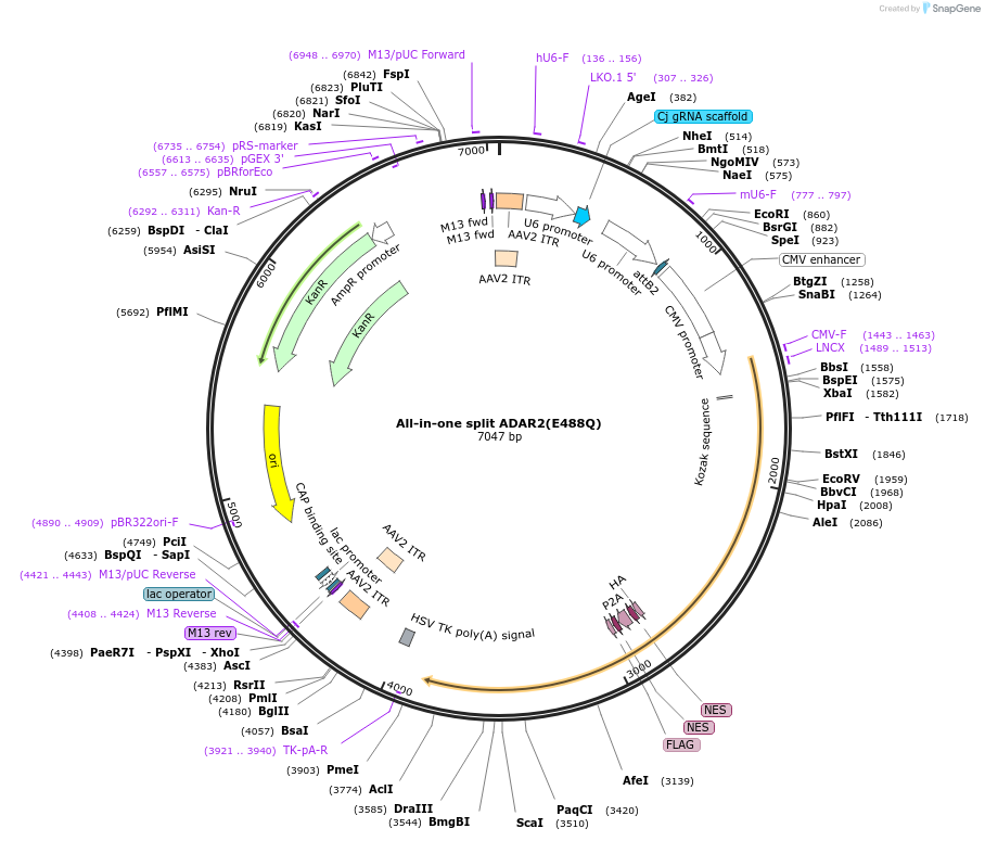 170137-plasmid-map-sequence-id-336848