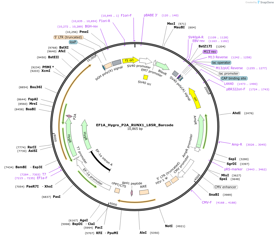 170943-plasmid-map-sequence-id-336854
