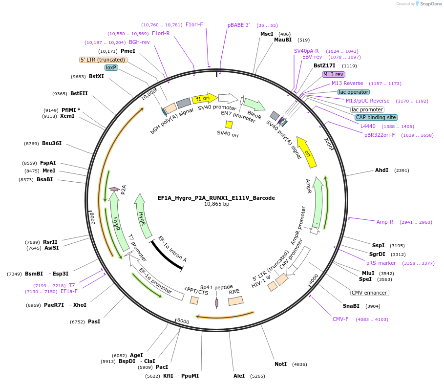 170963-plasmid-map-sequence-id-336855