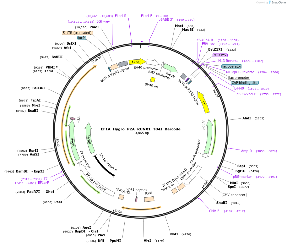 170942-plasmid-map-sequence-id-336856