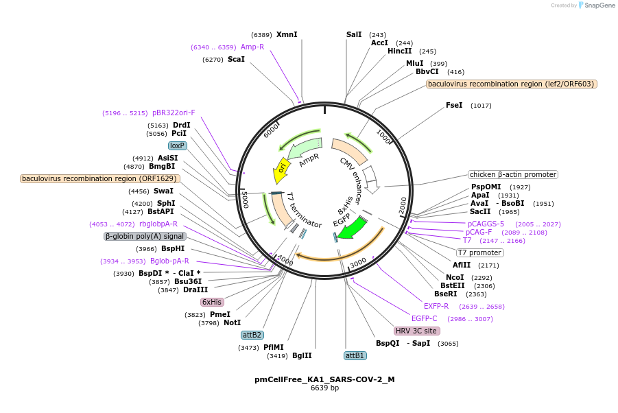 169400-plasmid-map-sequence-id-336863