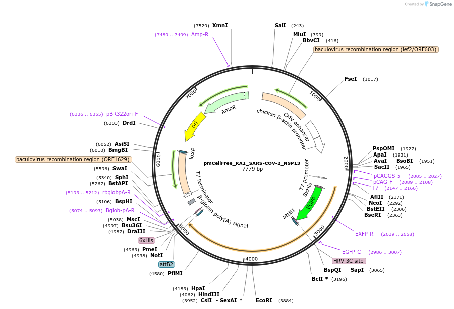 169386-plasmid-map-sequence-id-336868