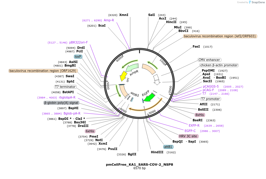 169382-plasmid-map-sequence-id-336870