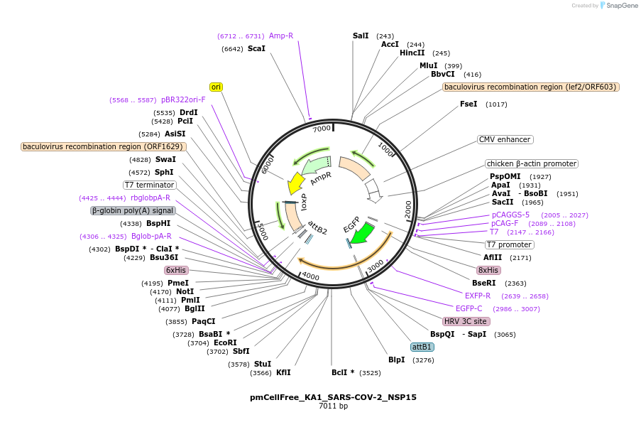 169388-plasmid-map-sequence-id-336873