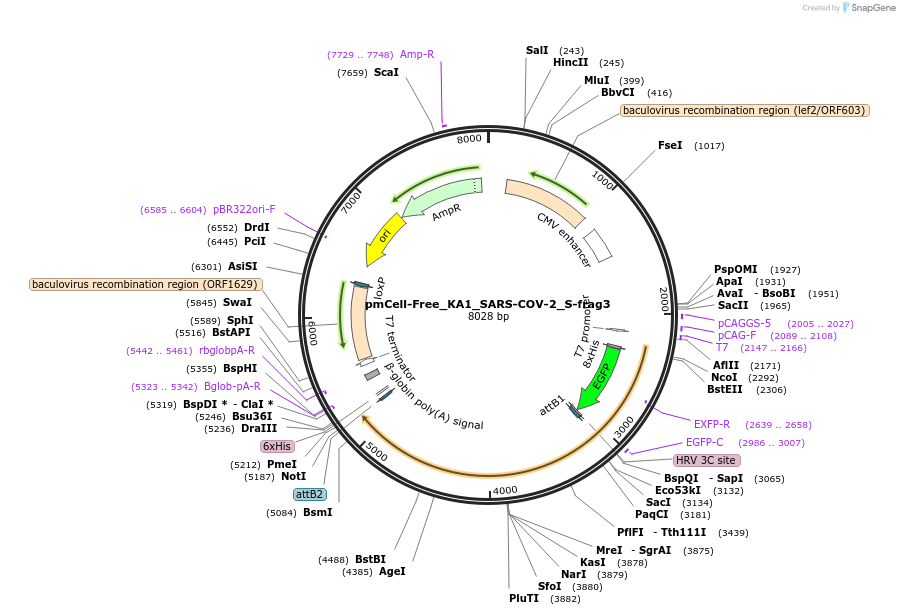169403-plasmid-map-sequence-id-336889