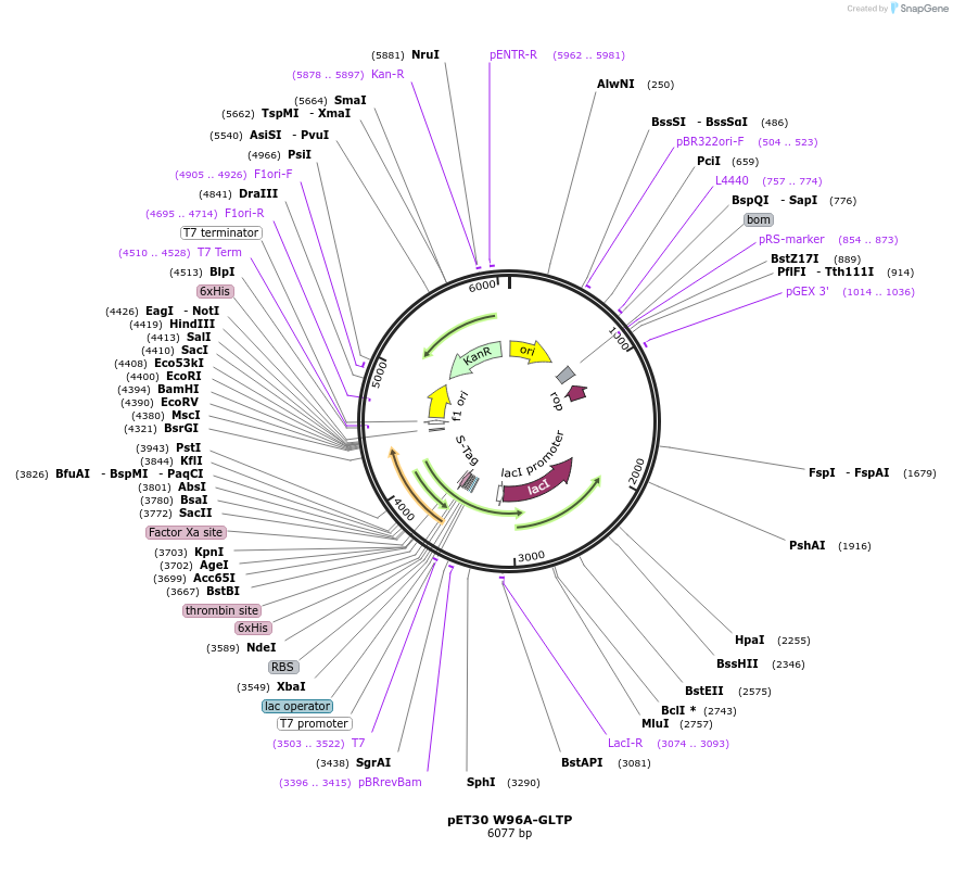170734-plasmid-map-sequence-id-337015