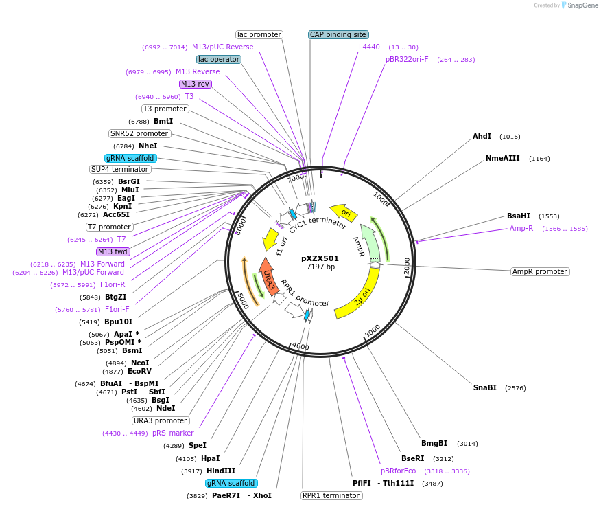 169455-plasmid-map-sequence-id-337031
