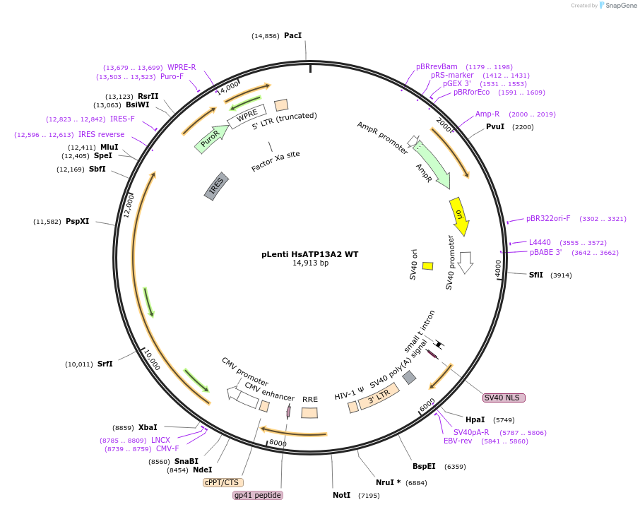 171485-plasmid-map-sequence-id-337042