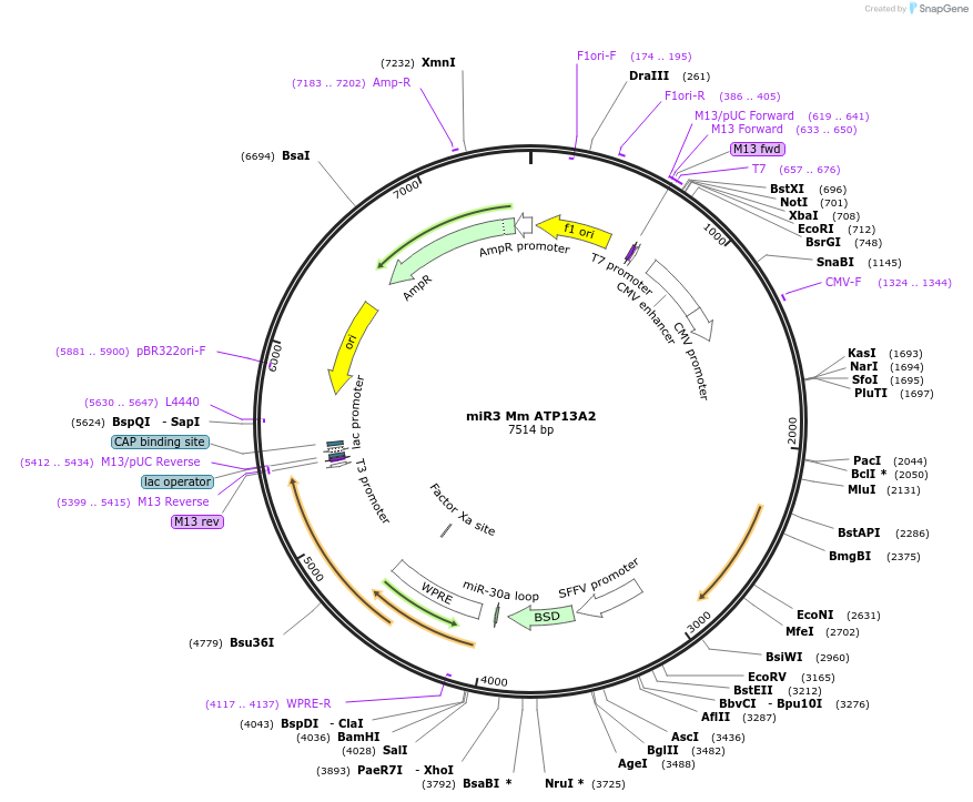 171771-plasmid-map-sequence-id-337044