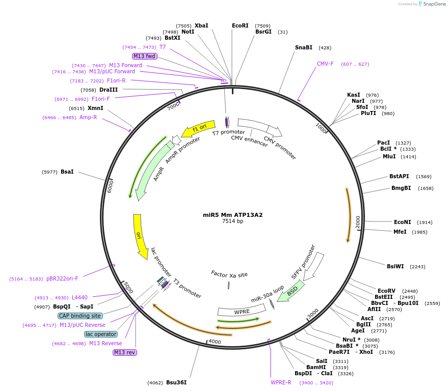 171822-plasmid-map-sequence-id-337049