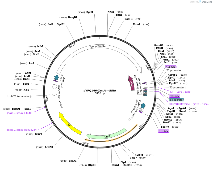 158404-plasmid-map-sequence-id-337076