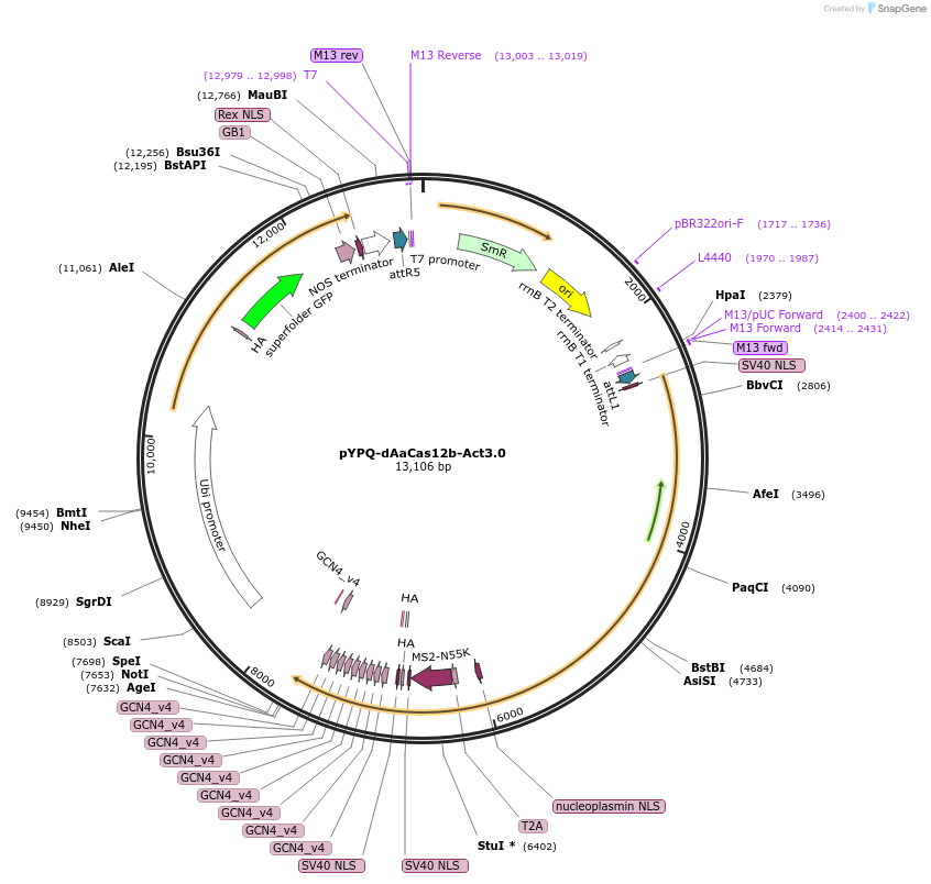 158413-plasmid-map-sequence-id-337077