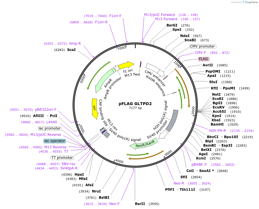 170745-plasmid-map-sequence-id-337083