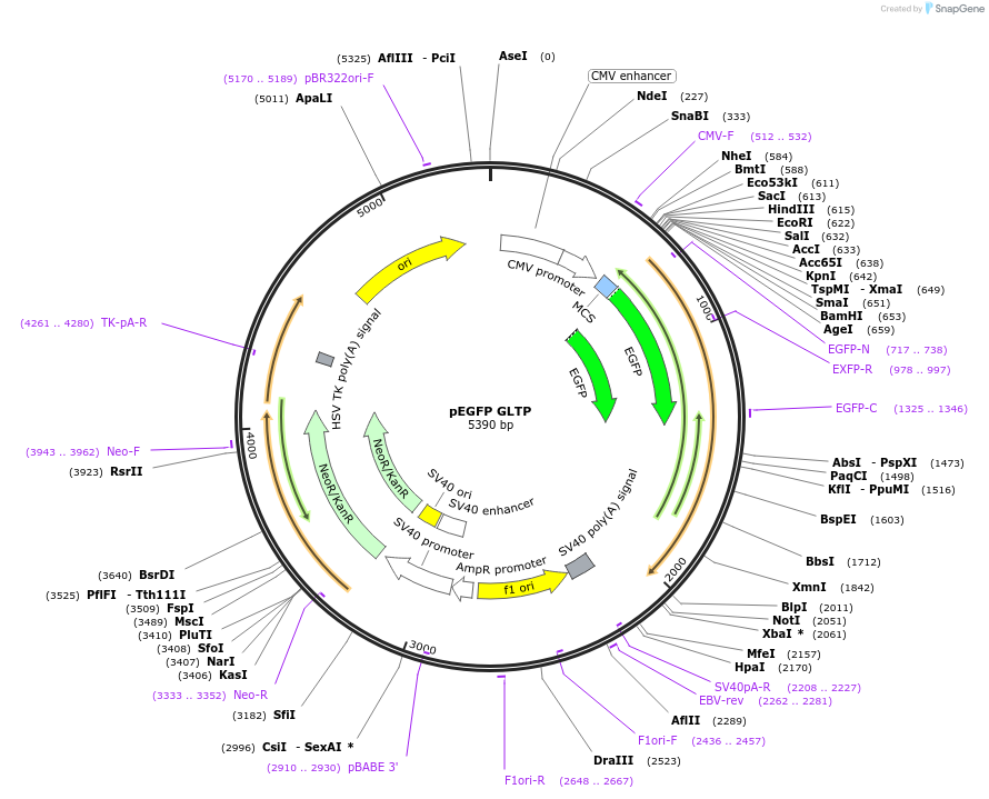 170746-plasmid-map-sequence-id-337086