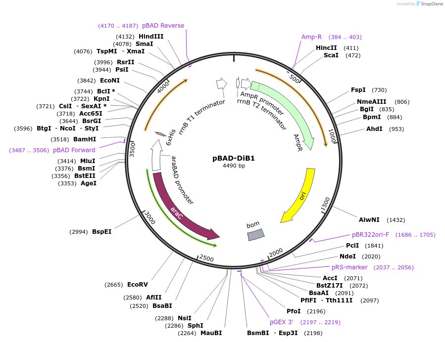 168800-plasmid-map-sequence-id-337108