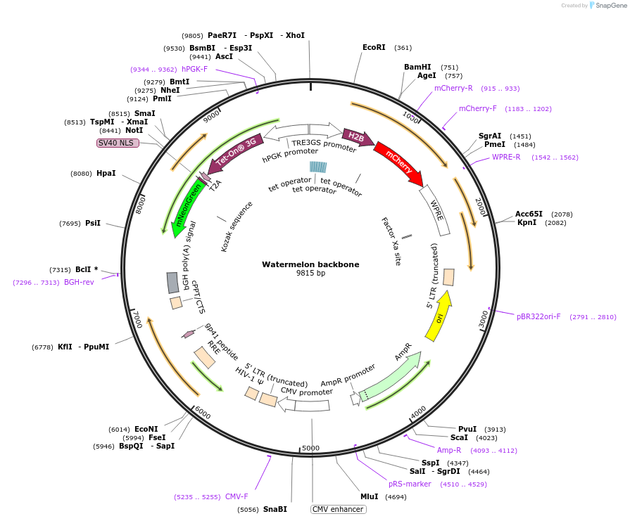 155258-plasmid-map-sequence-id-337115