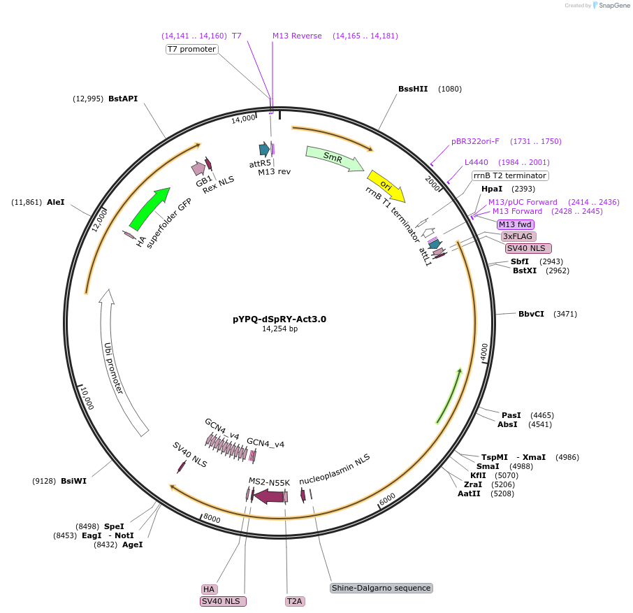 158416-plasmid-map-sequence-id-337116