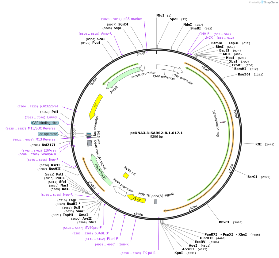 172319-plasmid-map-sequence-id-337148