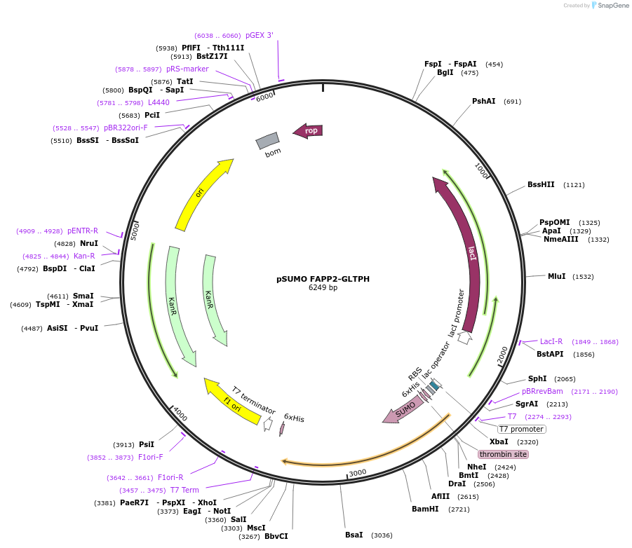 170739-plasmid-map-sequence-id-337155