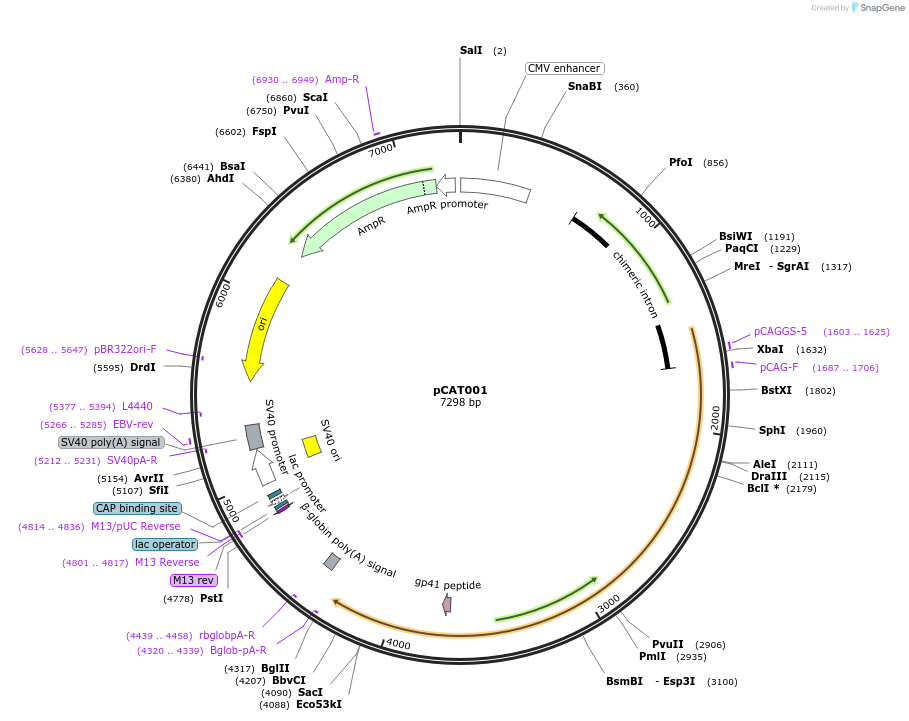 171061-plasmid-map-sequence-id-337165