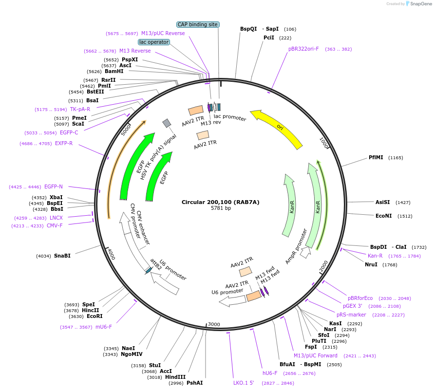170118-plasmid-map-sequence-id-337168