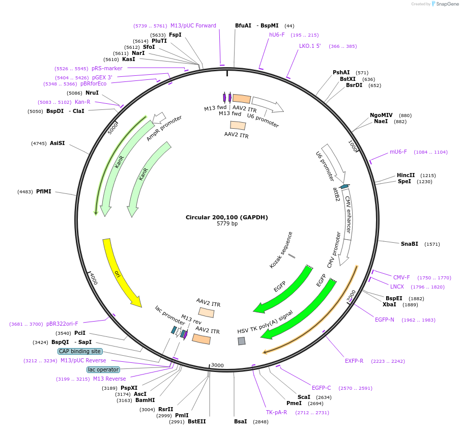 170120-plasmid-map-sequence-id-337169