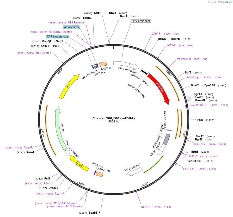 170123-plasmid-map-sequence-id-337172