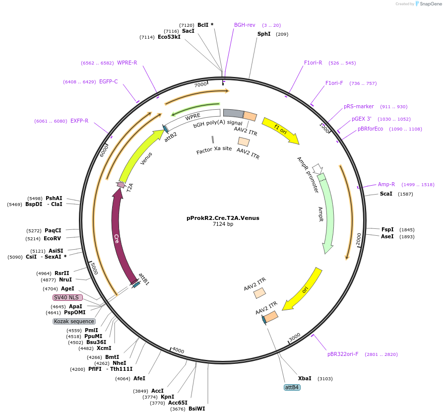 169014-plasmid-map-sequence-id-337175