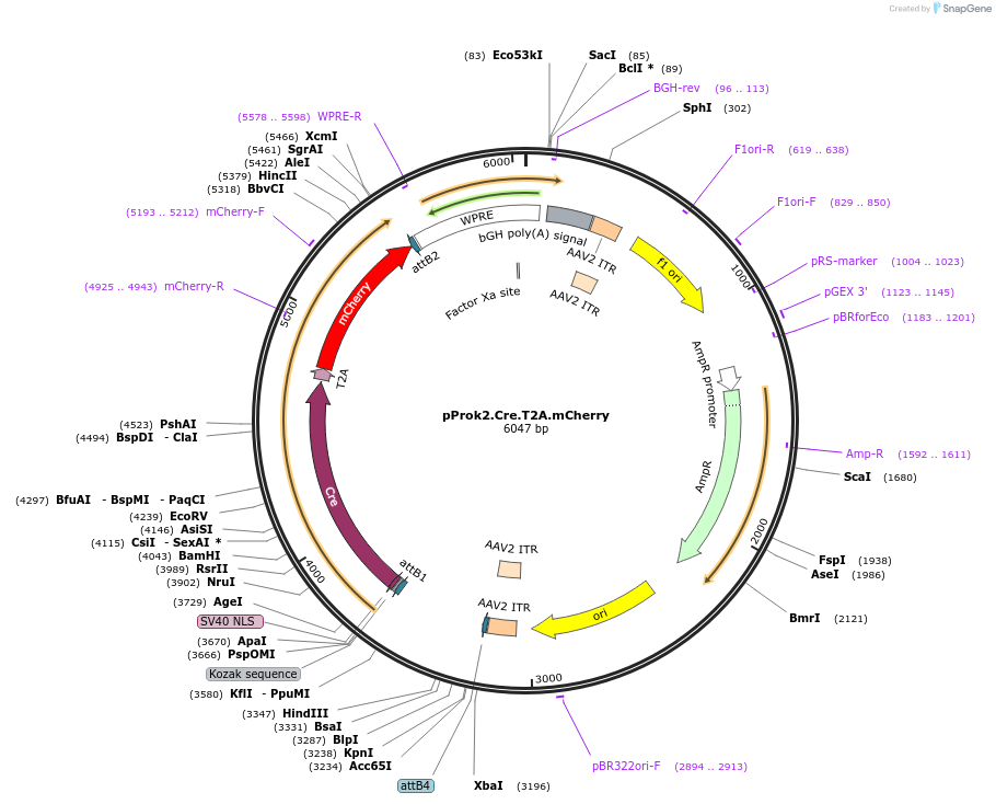 169013-plasmid-map-sequence-id-337177