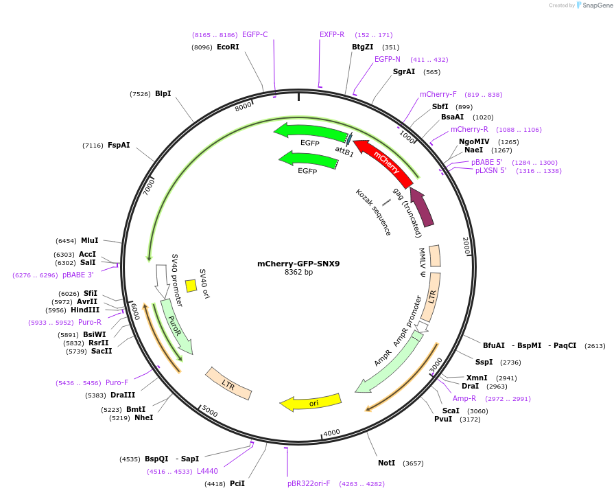 170551-plasmid-map-sequence-id-337178