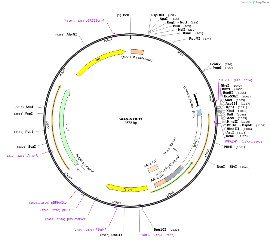 170846-plasmid-map-sequence-id-337183