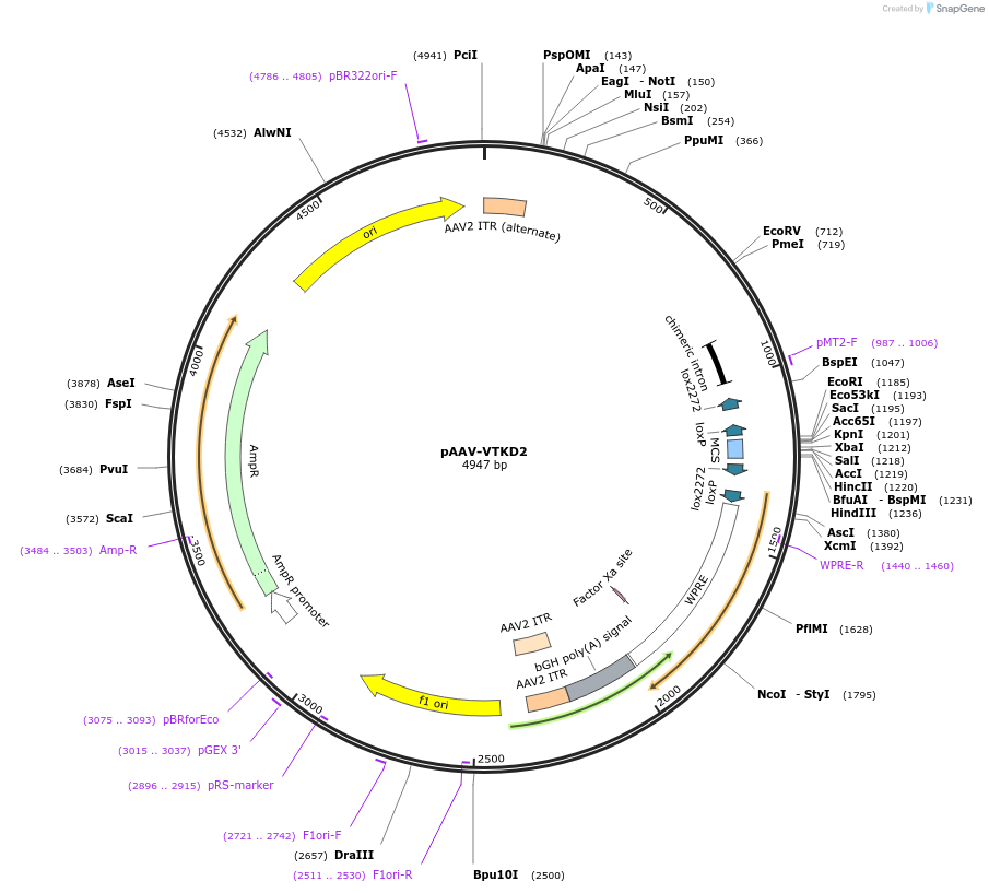 170847-plasmid-map-sequence-id-337184