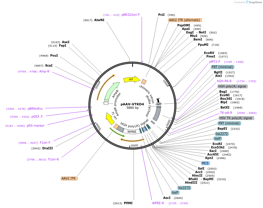 170849-plasmid-map-sequence-id-337186