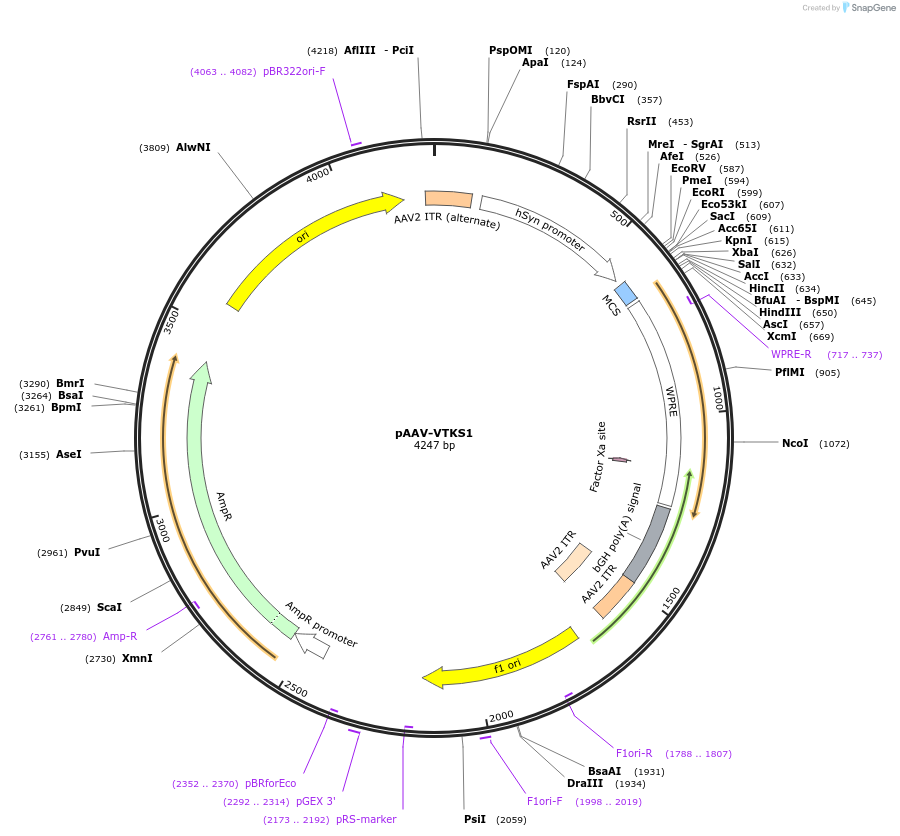 170852-plasmid-map-sequence-id-337189