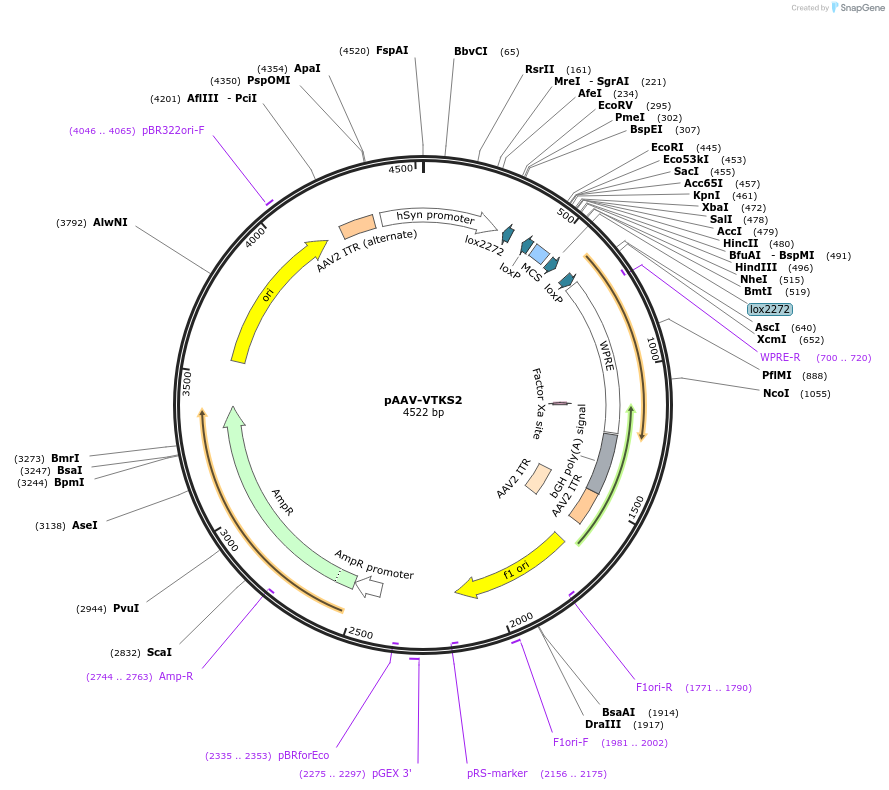 170853-plasmid-map-sequence-id-337190