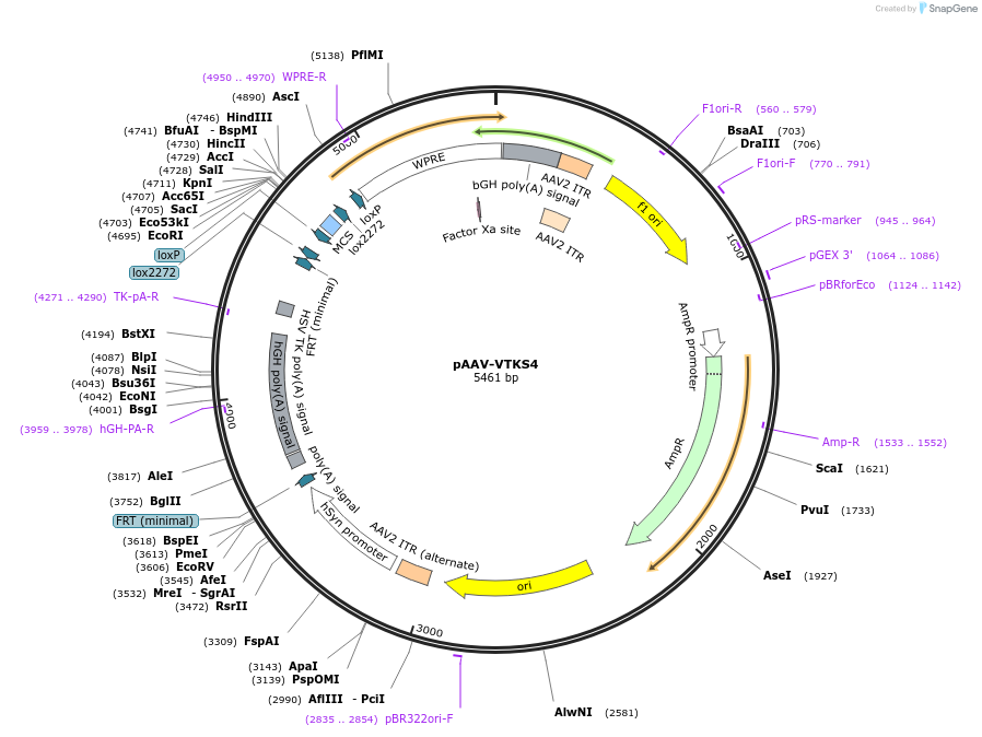 170855-plasmid-map-sequence-id-337192