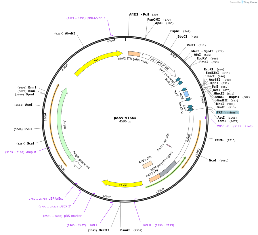 170856-plasmid-map-sequence-id-337193