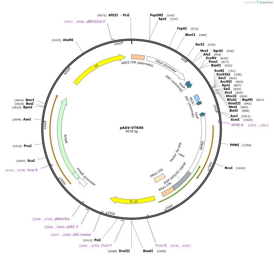 170857-plasmid-map-sequence-id-337194