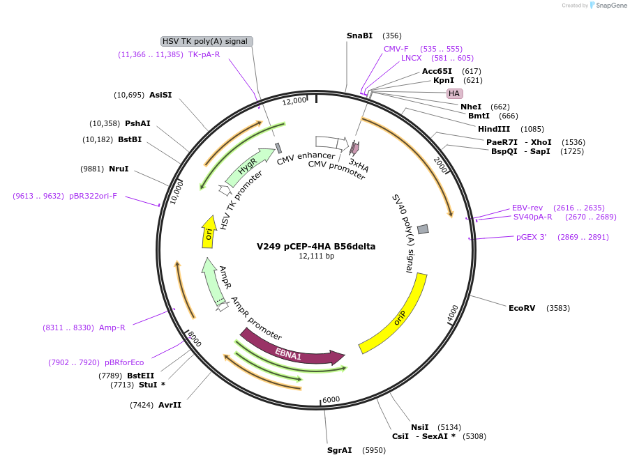 14536-plasmid-map-sequence-id-337195