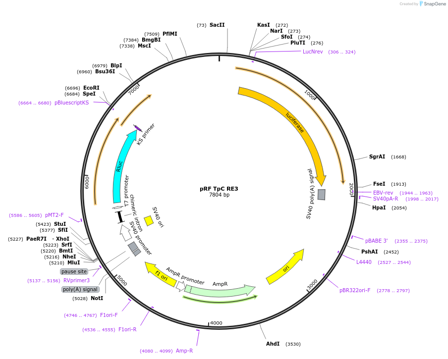 171042-plasmid-map-sequence-id-337235