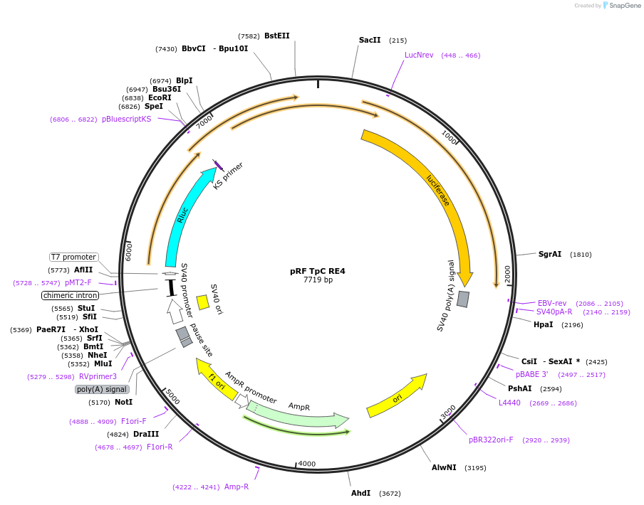 171043-plasmid-map-sequence-id-337237
