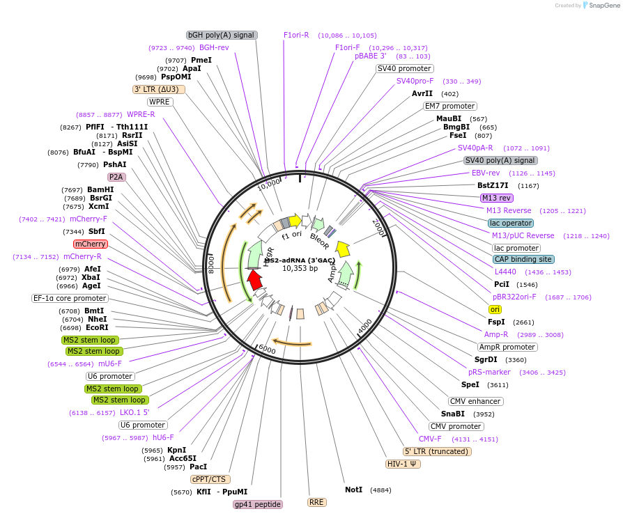 170129-plasmid-map-sequence-id-337244