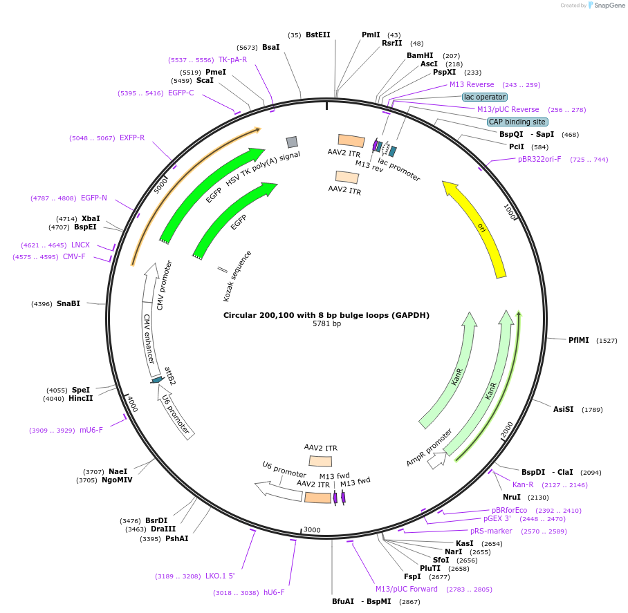 170121-plasmid-map-sequence-id-337245