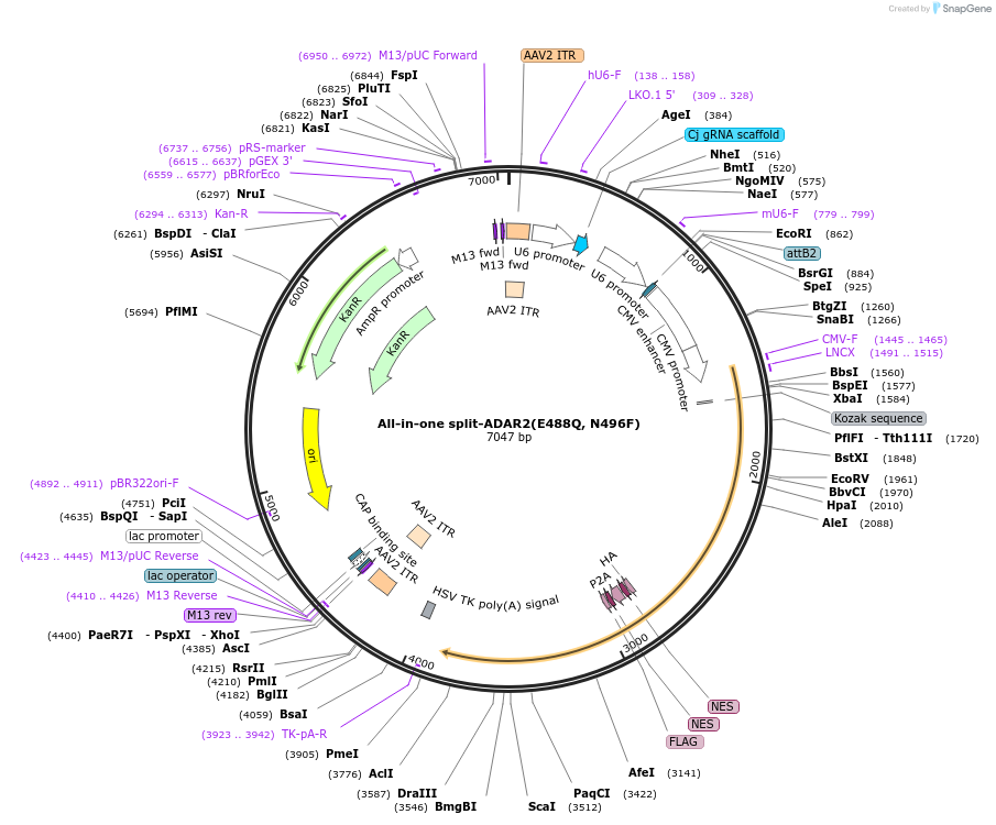 170148-plasmid-map-sequence-id-337250