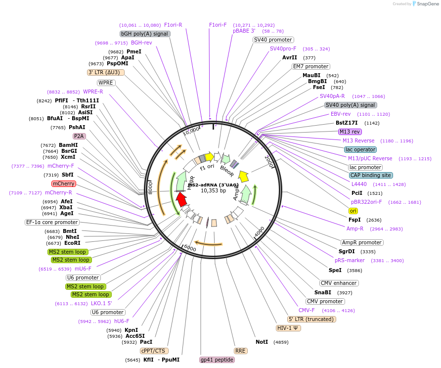 170128-plasmid-map-sequence-id-337251